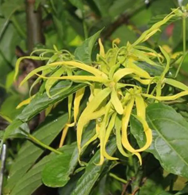 Airome Essential Oil Ylang Ylang