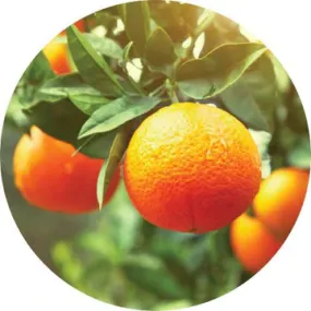 Clementine Essential Oil - Living Libations