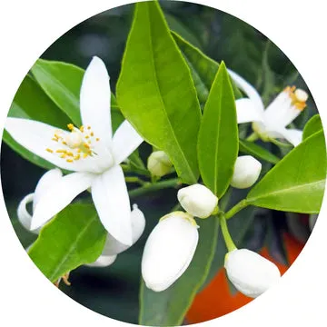 Neroli Fleurs Sur Petitgrain Essential Oil - Living Libations