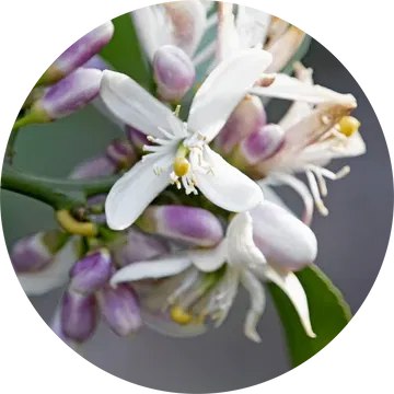 Neroli Grapefruit Blossom Essential Oil - Living Libations