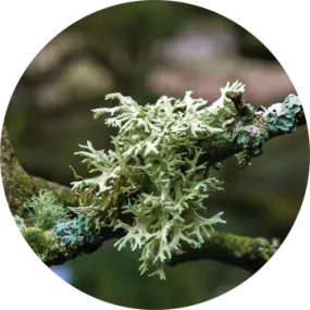 Oakmoss Absolute - Living Libations