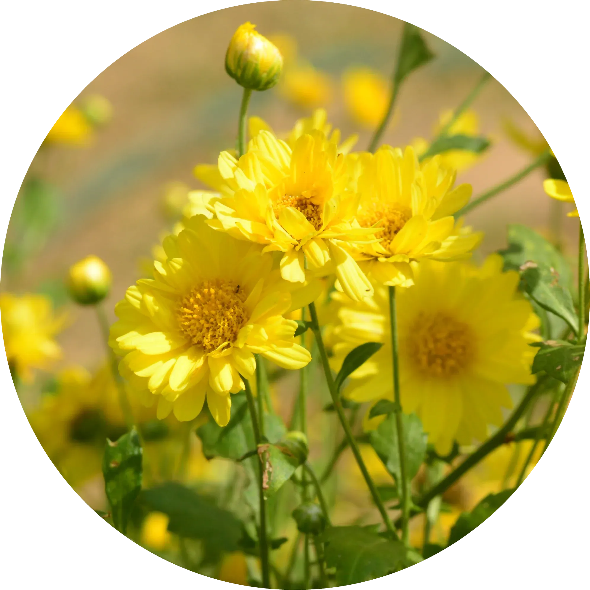 Sun Gold Daisy Essential Oil - Living Libations